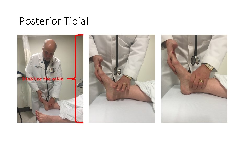 Posterior Tibial Stabilize the ankle Posterior Tibial Stabilize the ankle