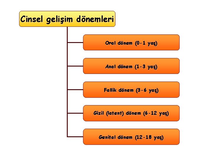 Cinsel gelişim dönemleri Oral dönem (0 -1 yaş) Anal dönem (1 -3 yaş) Fallik