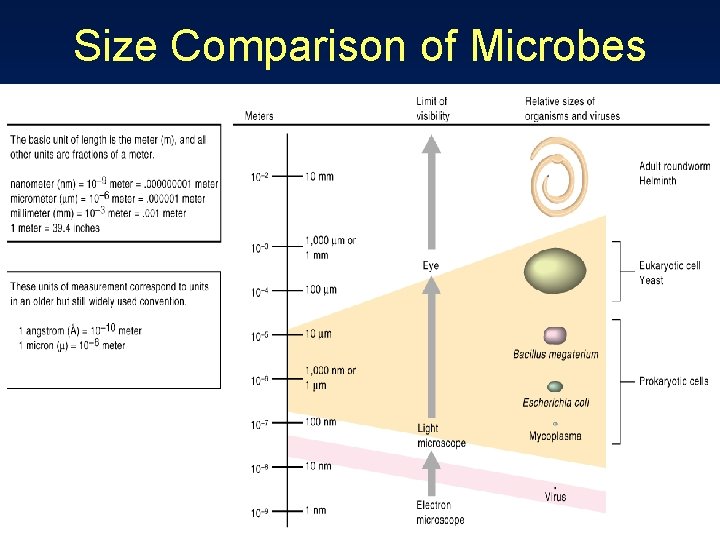 Size Comparison of Microbes 