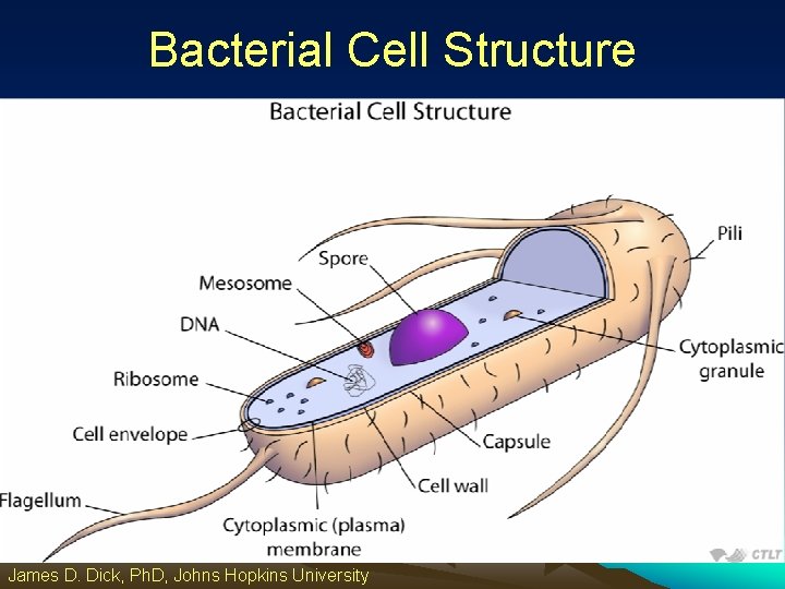 Bacterial Cell Structure James D. Dick, Ph. D, Johns Hopkins University 