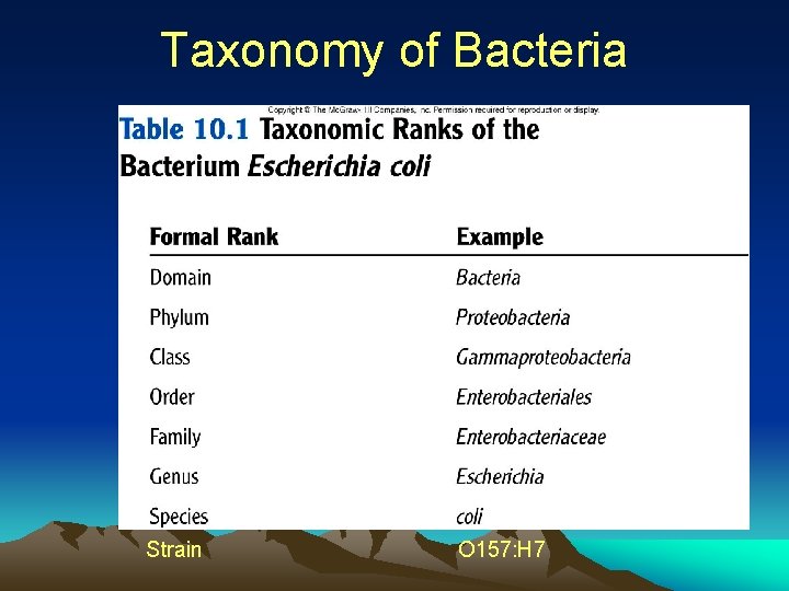 Taxonomy of Bacteria Strain O 157: H 7 