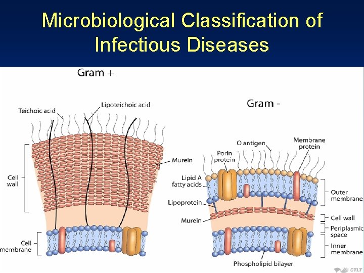 Microbiological Classification of Infectious Diseases 