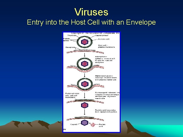 Viruses Entry into the Host Cell with an Envelope 