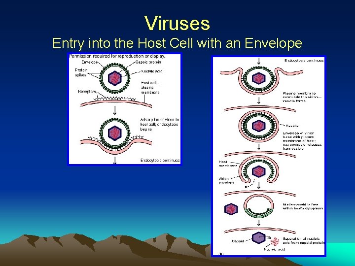 Viruses Entry into the Host Cell with an Envelope 