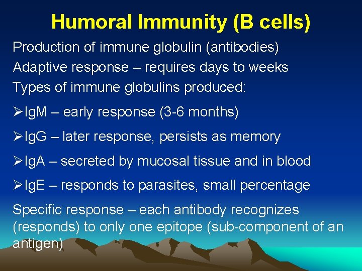 Humoral Immunity (B cells) Production of immune globulin (antibodies) Adaptive response – requires days