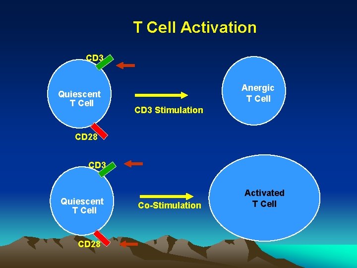 T Cell Activation CD 3 Quiescent T Cell Anergic T Cell CD 3 Stimulation