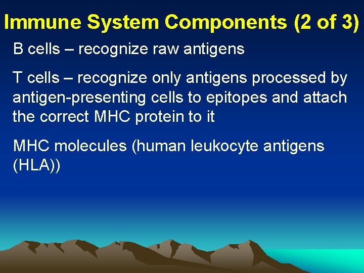Immune System Components (2 of 3) B cells – recognize raw antigens T cells