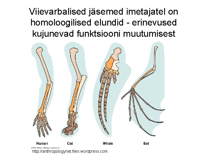 Viievarbalised jäsemed imetajatel on homoloogilised elundid - erinevused kujunevad funktsiooni muutumisest http: //anthropologynet. files.