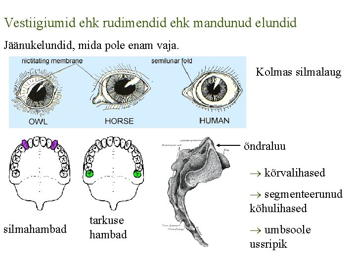 Vestiigiumid ehk rudimendid ehk mandunud elundid Jäänukelundid, mida pole enam vaja. Kolmas silmalaug õndraluu