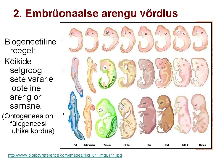 2. Embrüonaalse arengu võrdlus Biogeneetiline reegel: Kõikide selgroogsete varane looteline areng on sarnane. (Ontogenees