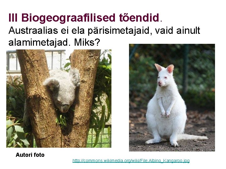 III Biogeograafilised tõendid. Austraalias ei ela pärisimetajaid, vaid ainult alamimetajad. Miks? Autori foto http: