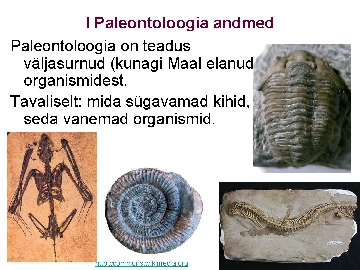 I Paleontoloogia andmed Paleontoloogia on teadus väljasurnud (kunagi Maal elanud) organismidest. Tavaliselt: mida sügavamad