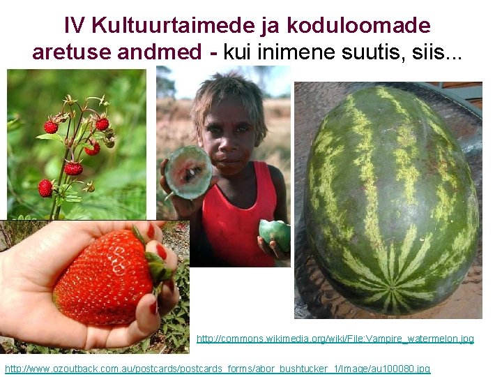 IV Kultuurtaimede ja koduloomade aretuse andmed - kui inimene suutis, siis. . . http: