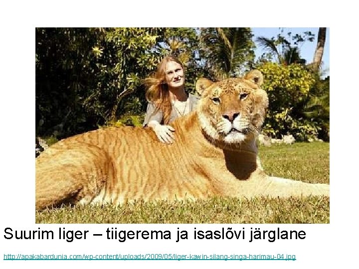 Suurim liger – tiigerema ja isaslõvi järglane http: //apakabardunia. com/wp-content/uploads/2009/05/liger-kawin-silang-singa-harimau-04. jpg 