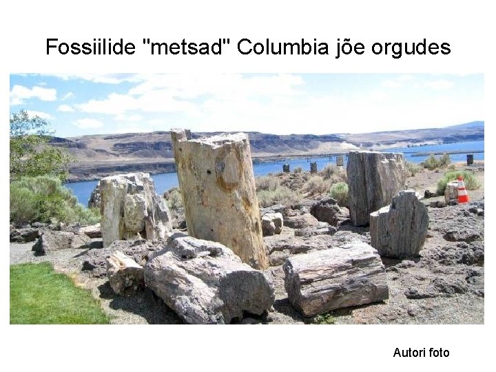 Fossiilide "metsad" Columbia jõe orgudes Autori foto 