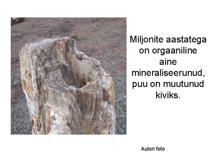 Miljonite aastatega on orgaaniline aine mineraliseerunud, puu on muutunud kiviks. Autori foto 