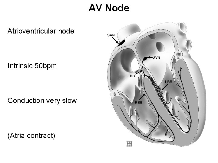 AV Node Atrioventricular node Intrinsic 50 bpm Conduction very slow (Atria contract) 