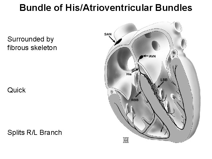 Bundle of His/Atrioventricular Bundles Surrounded by fibrous skeleton Quick Splits R/L Branch 
