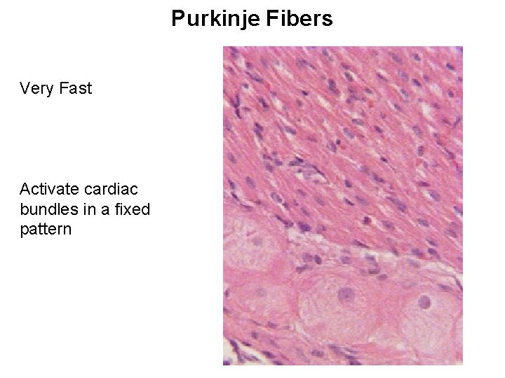 Purkinje Fibers Very Fast Activate cardiac bundles in a fixed pattern 
