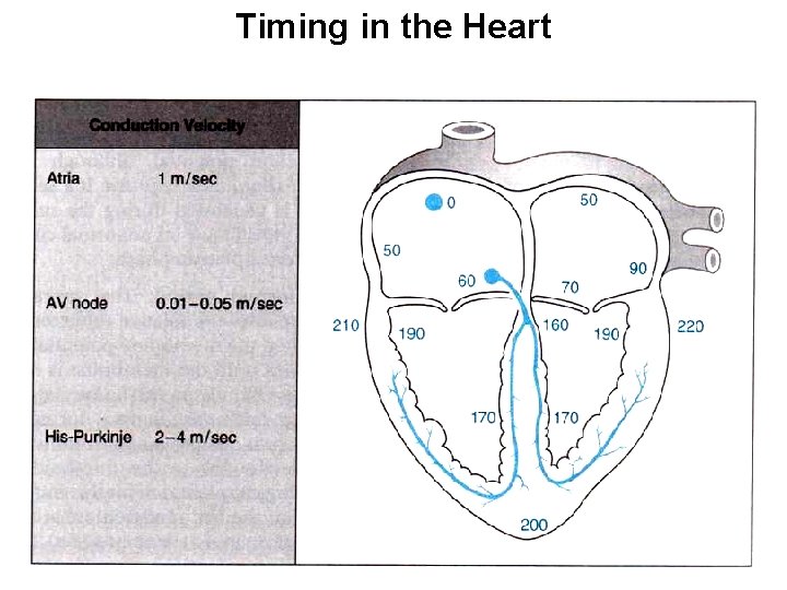 Timing in the Heart 