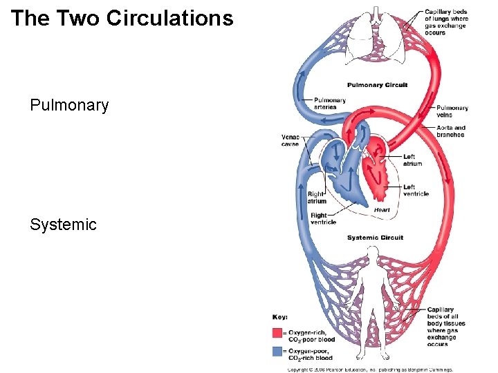The Two Circulations Pulmonary Systemic 