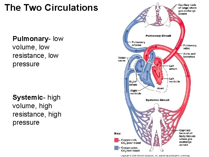 The Two Circulations Pulmonary- low volume, low resistance, low pressure Systemic- high volume, high