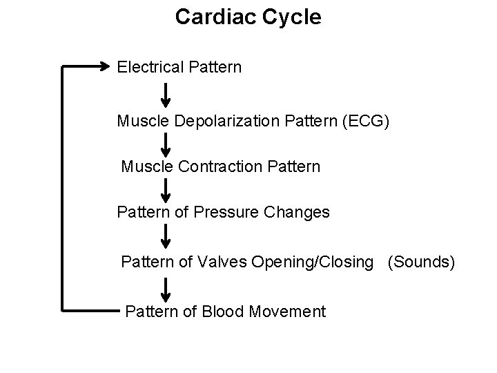 Cardiac Cycle Electrical Pattern Muscle Depolarization Pattern (ECG) Muscle Contraction Pattern of Pressure Changes