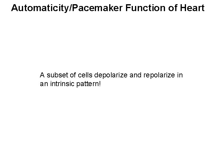 Automaticity/Pacemaker Function of Heart A subset of cells depolarize and repolarize in an intrinsic