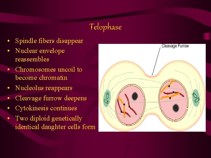 Telophase • Spindle fibers disappear • Nuclear envelope reassembles • Chromosomes uncoil to become