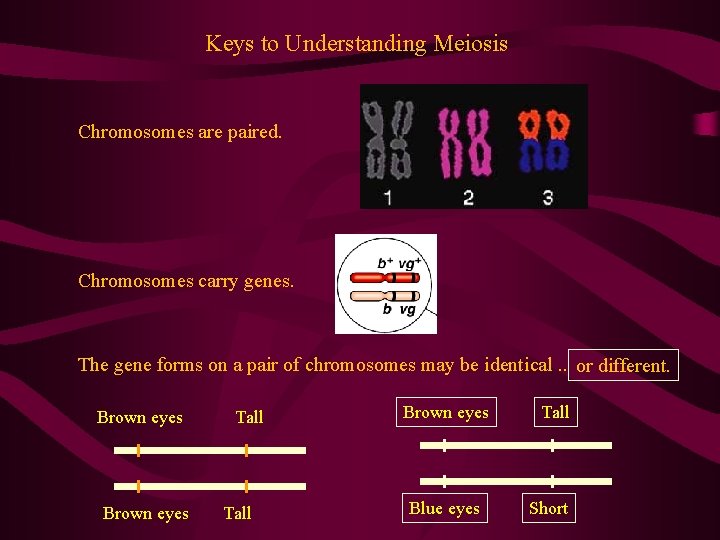 Keys to Understanding Meiosis Chromosomes are paired. Chromosomes carry genes. The gene forms on