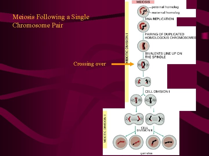Meiosis Following a Single Chromosome Pair Crossing over 
