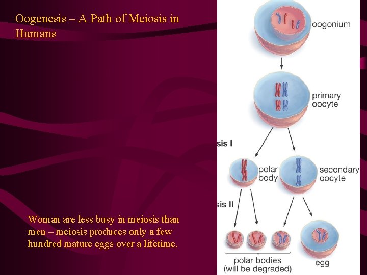 Oogenesis – A Path of Meiosis in Humans Woman are less busy in meiosis