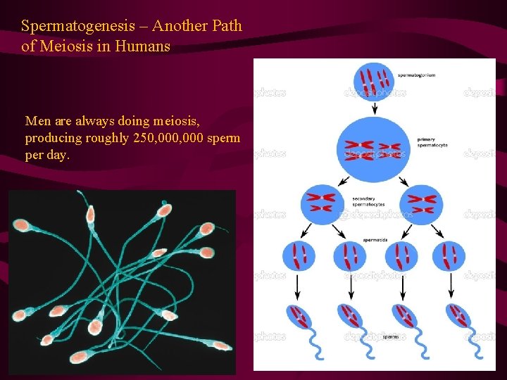 Spermatogenesis – Another Path of Meiosis in Humans Men are always doing meiosis, producing
