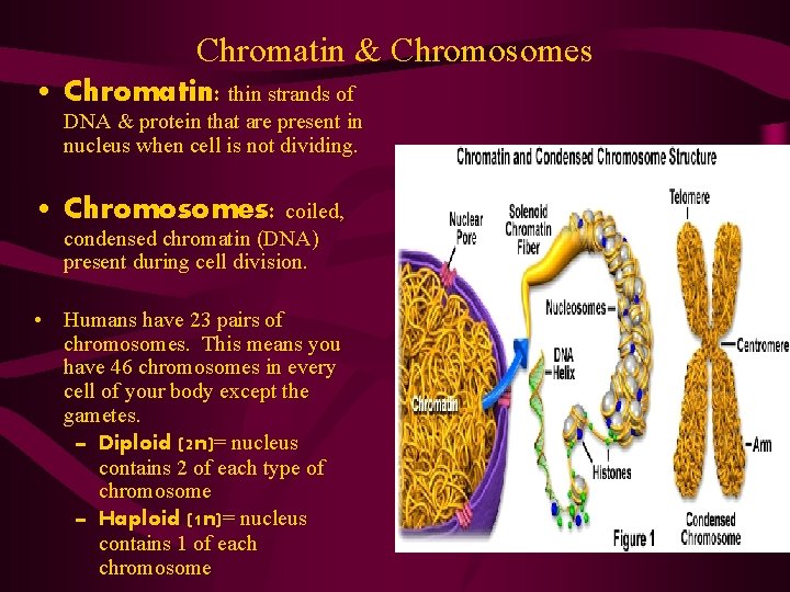 Chromatin & Chromosomes • Chromatin: thin strands of DNA & protein that are present