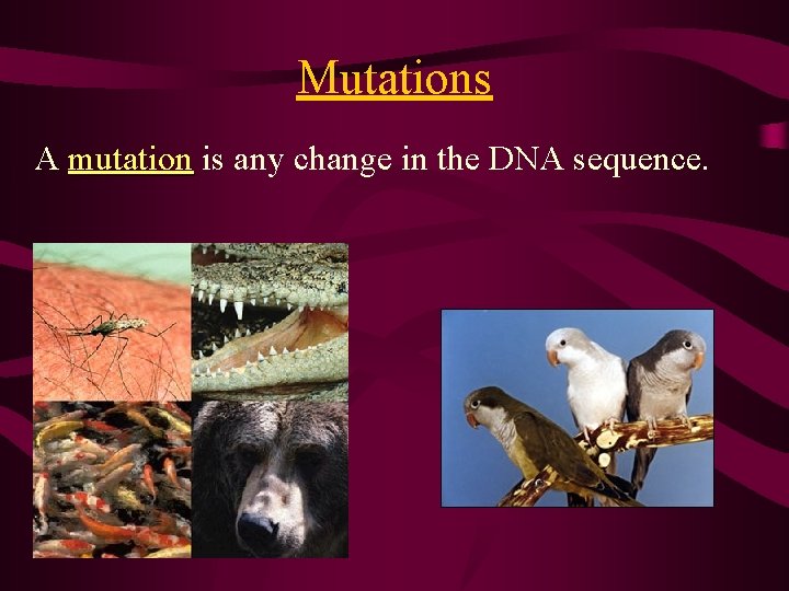 Mutations A mutation is any change in the DNA sequence. 