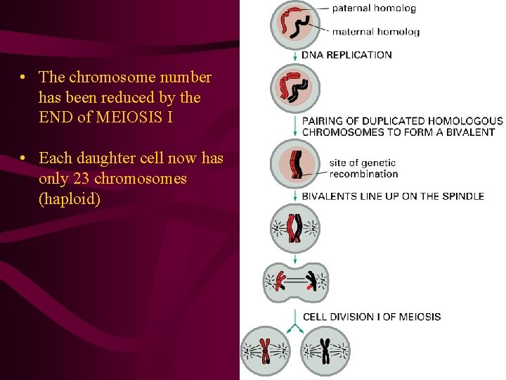  • The chromosome number has been reduced by the END of MEIOSIS I