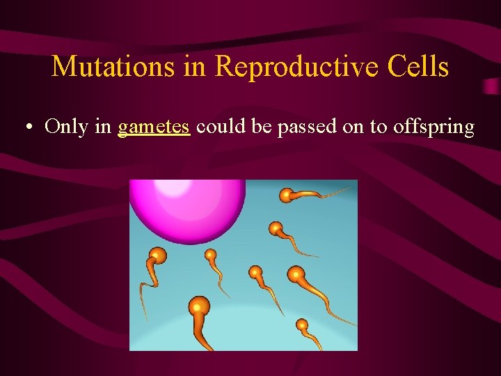 Mutations in Reproductive Cells • Only in gametes could be passed on to offspring