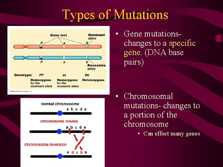 Types of Mutations • Gene mutationschanges to a specific gene. (DNA base pairs) •