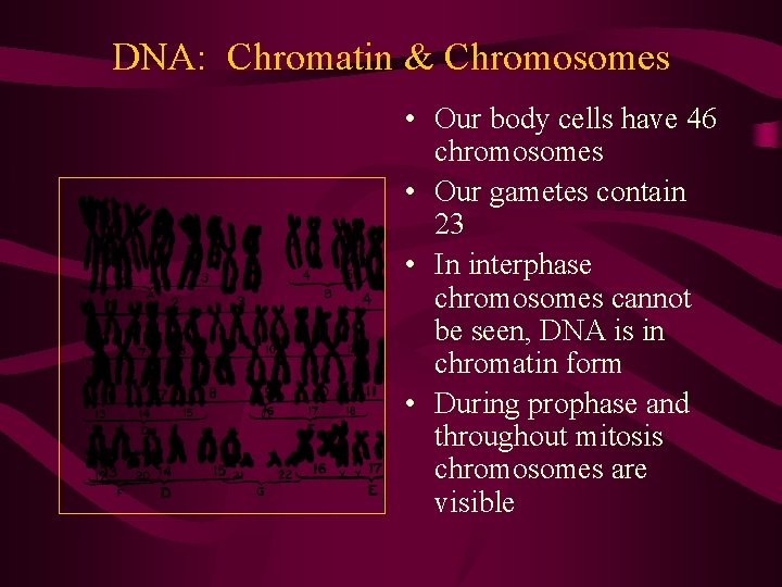 DNA: Chromatin & Chromosomes • Our body cells have 46 chromosomes • Our gametes