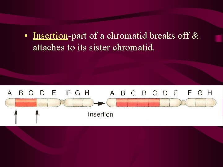  • Insertion-part of a chromatid breaks off & attaches to its sister chromatid.