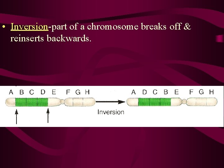  • Inversion-part of a chromosome breaks off & reinserts backwards. 