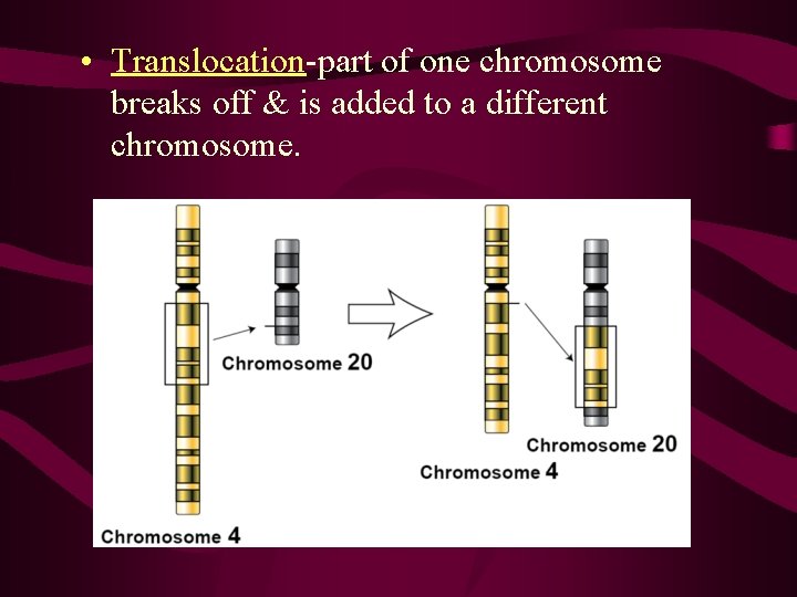  • Translocation-part of one chromosome breaks off & is added to a different
