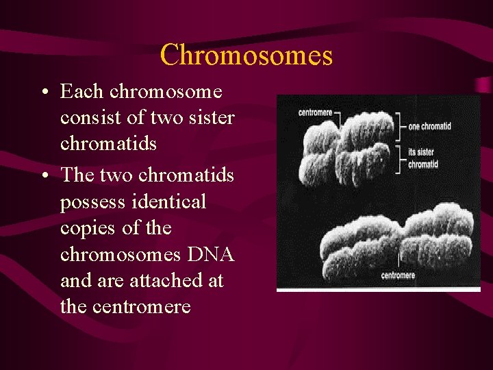 Chromosomes • Each chromosome consist of two sister chromatids • The two chromatids possess