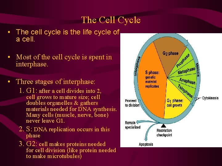 The Cell Cycle • The cell cycle is the life cycle of a cell.