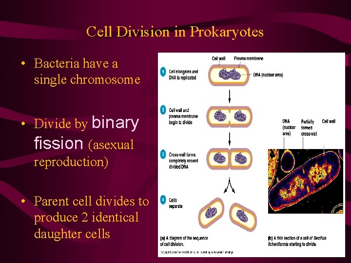 Cell Division in Prokaryotes • Bacteria have a single chromosome • Divide by binary