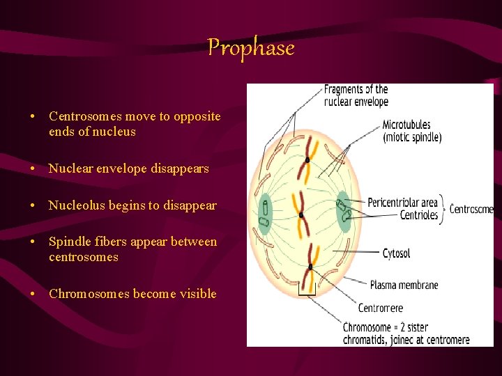 Prophase • Centrosomes move to opposite ends of nucleus • Nuclear envelope disappears •