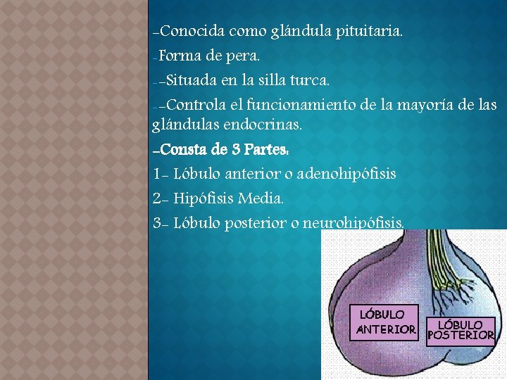 -Conocida como glándula pituitaria. -Forma de pera. --Situada en la silla turca. --Controla el