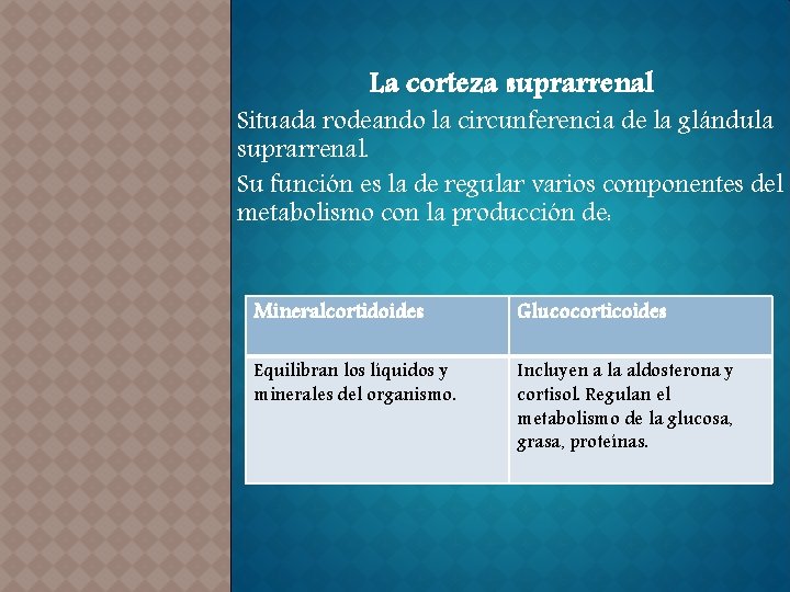 La corteza suprarrenal Situada rodeando la circunferencia de la glándula suprarrenal. Su función es