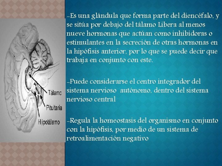 -Es una glándula que forma parte del diencéfalo, y se sitúa por debajo del