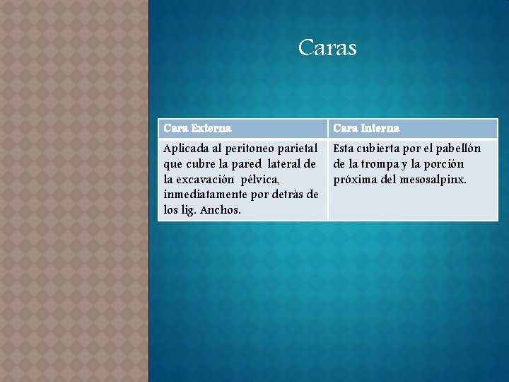 Caras Cara Externa Cara Interna Aplicada al peritoneo parietal que cubre la pared lateral